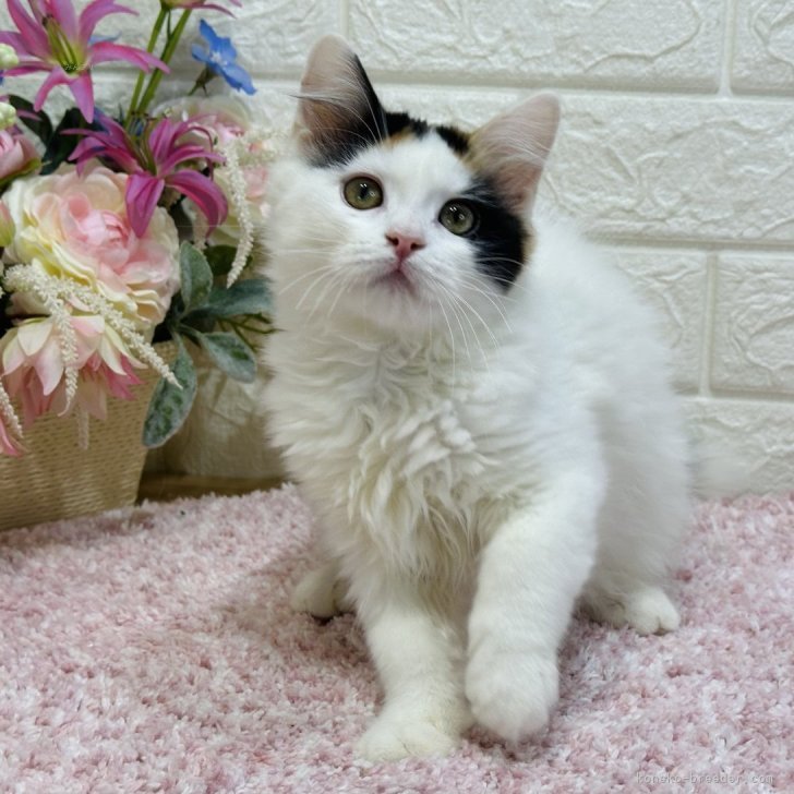 ペンライトテール三毛の幸運猫😻ゴロゴロ大音量🎶 | ラガマフィン