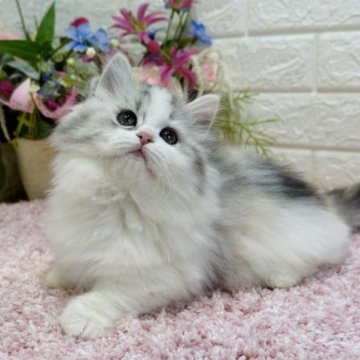 キャリコ(三毛猫)の子猫を探す｜ブリーダー直販の子猫販売【みんなの