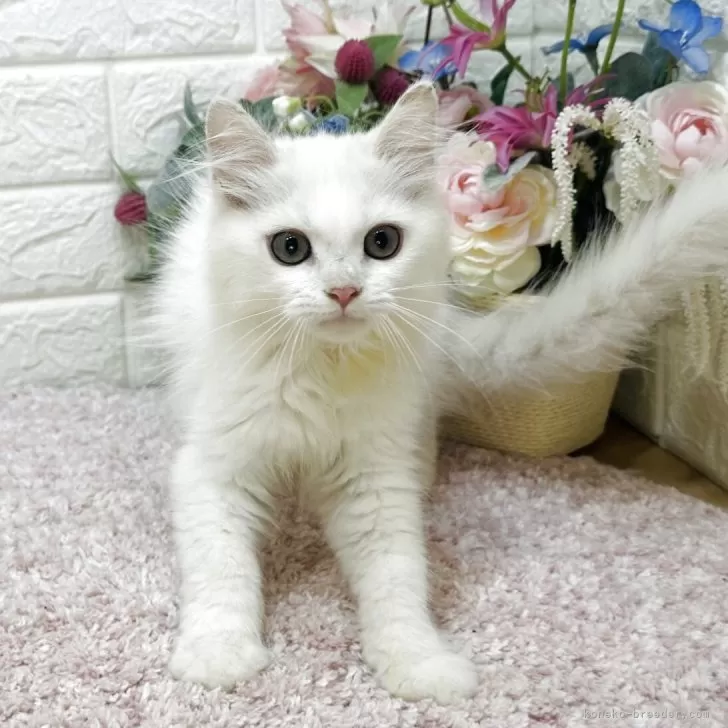 Y.M 様のお迎えした子猫