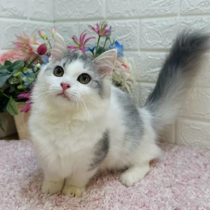 Y.T 様のお迎えした子猫