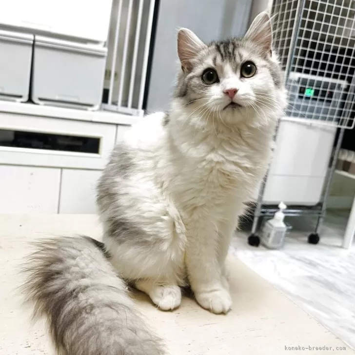 ID:2502-01648の子猫