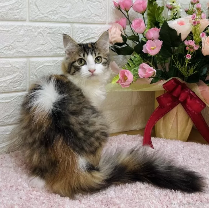 ID:2501-00896の子猫