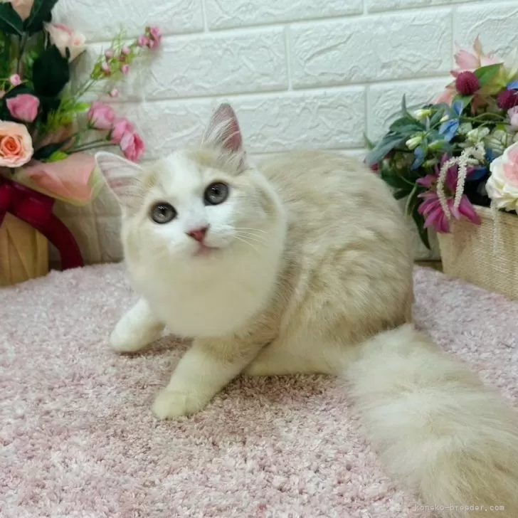 T.A 様のお迎えした子猫