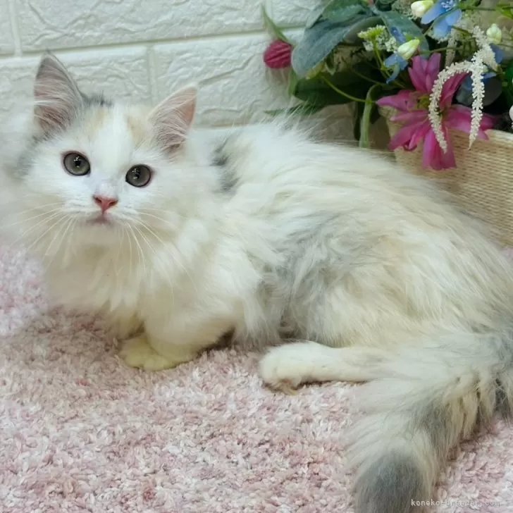 ID:2504-00001の子猫