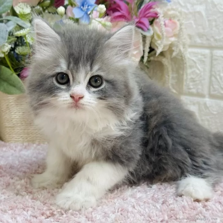 ID:2503-02177の子猫