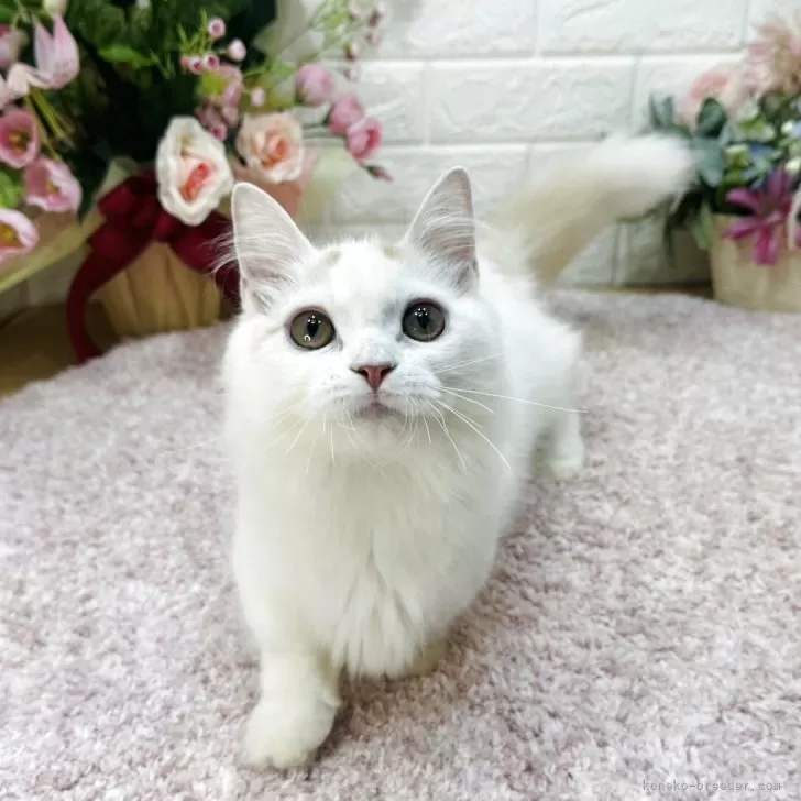K.S 様のお迎えした子猫