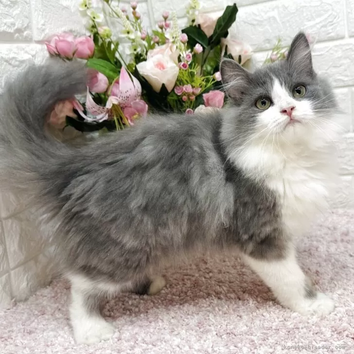 A.W 様のお迎えした子猫