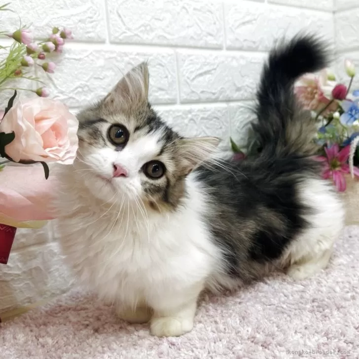 めい 様のお迎えした子猫