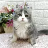 ラガマフィン