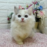 ミヌエット(短足)