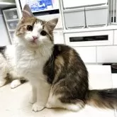 ラガマフィン