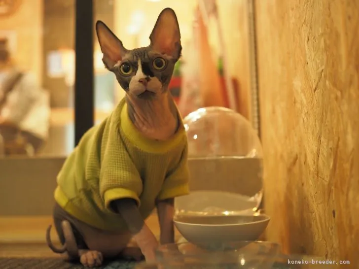 ID:2203-01199の子猫