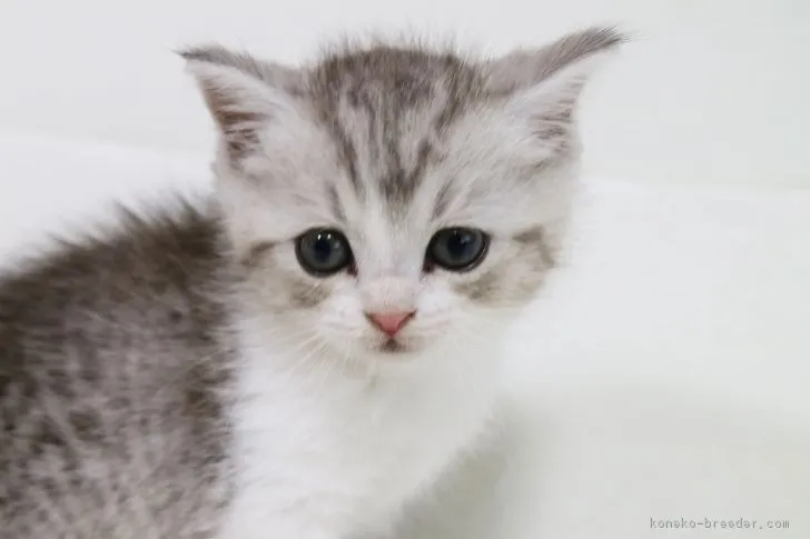 よつば 様のお迎えした子猫