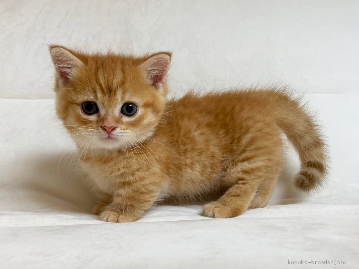 マンチカン(短足)【茨城県・男の子・2019年6月16日・レッドタビー】かわいいです｜みんなの子猫ブリーダー（子猫ID：1907-01483）