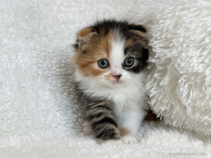 スコティッシュフォールド 折れ耳 茨城県 女の子 22年4月8日 キャリコ かわいいです みんなの子猫ブリーダー 子猫id 25