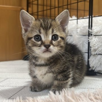 マンチカン(短足)【茨城県・男の子・2024年5月24日・ブラウンタビー】の写真「かわいいです」