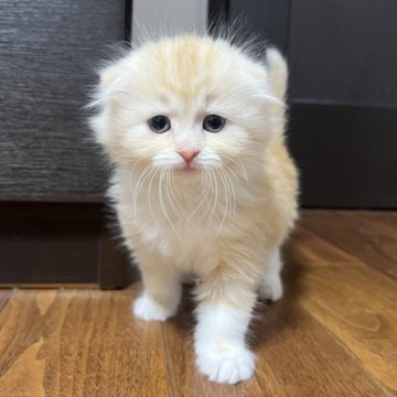 茨城県のスコティッシュフォールドの子猫を探す｜ブリーダー直販の子猫 