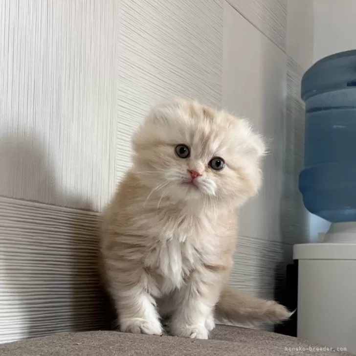 ID:2504-00791の子猫