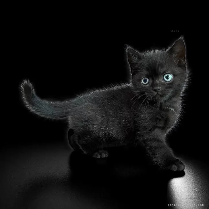 H.A 様のお迎えした子猫