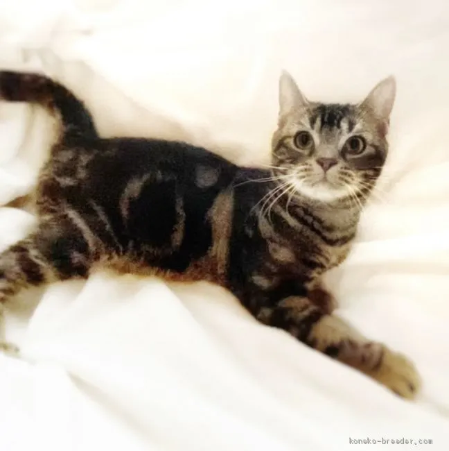 ID:2101-01311の子猫
