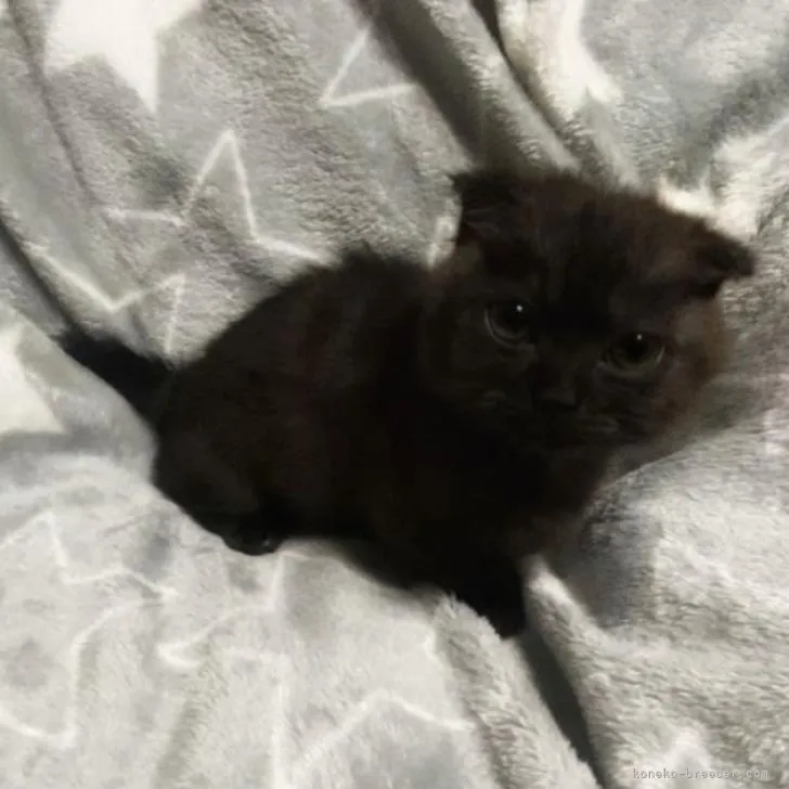ID:2302-01732の子猫