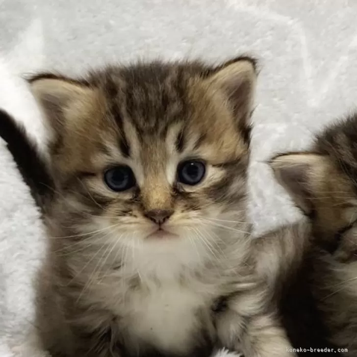 Toshi 様のお迎えした子猫