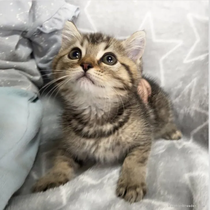 ID:2306-03369の子猫