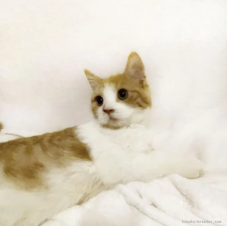 ID:2212-01374の子猫
