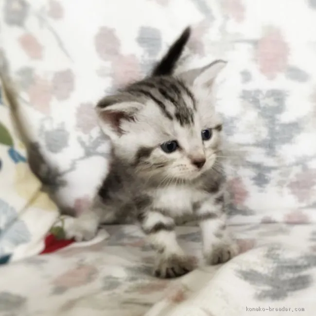 ID:2010-00981の子猫