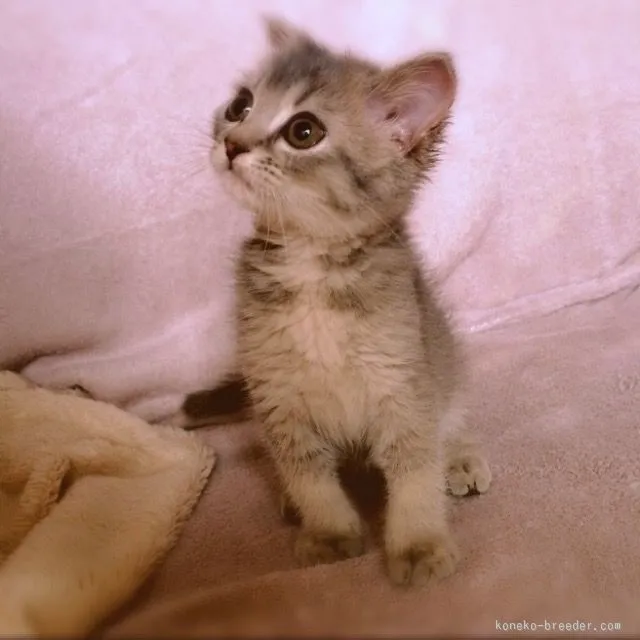 つよポン 様のお迎えした子猫