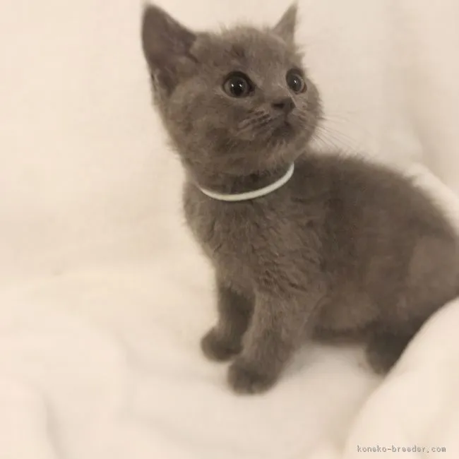 ID:1903-00952の子猫