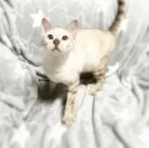ミックス猫【埼玉県・女の子・2024年3月30日・ブラウンリンクス】の写真5