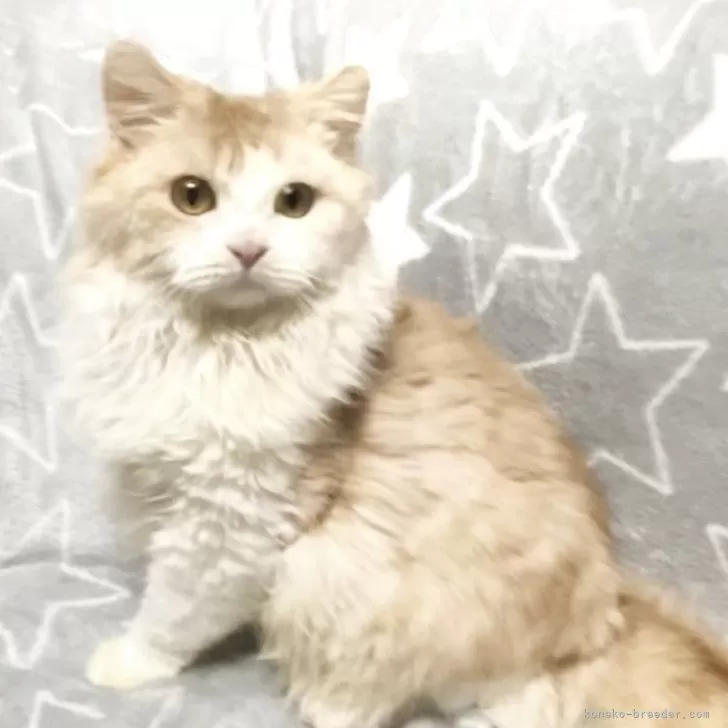 ID：2501-02587の子猫