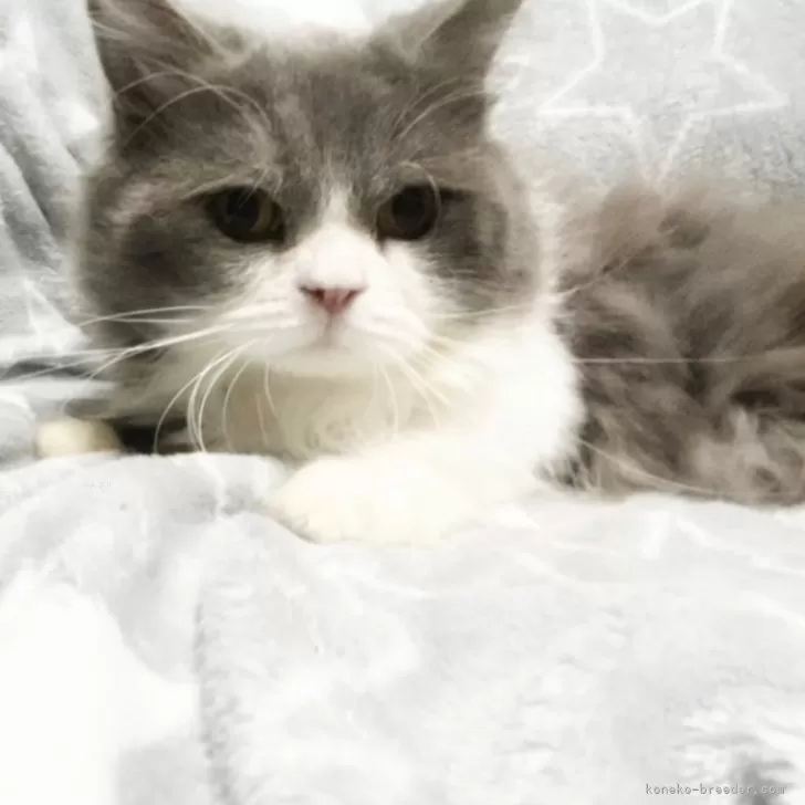 ID:2502-01162の子猫