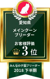 みんなの子猫ブリーダー メインクーン部門 2018年下半期