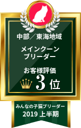 みんなの子猫ブリーダー メインクーン部門 2019年上半期