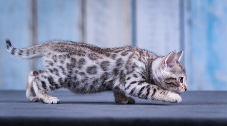 ベンガルの人気毛色ランキング 毛色の種類や模様の変化も解説 みんなの子猫ブリーダー