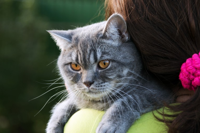 アメリカンショートヘアの人気毛色top7 毛色の種類と価格相場について みんなの子猫ブリーダー