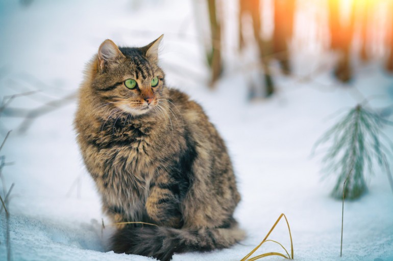 サイベリアンの人気毛色は それぞれの特徴や価格相場も解説します みんなの子猫ブリーダー