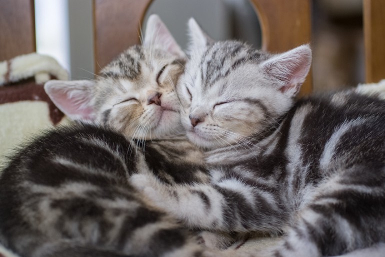 一人暮らしでも猫の飼育は可能 必要なお世話や注意点を紹介 みんなの子猫ブリーダー