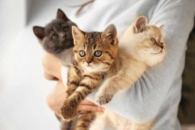 猫の性別 オスとメスどちらを選ぶ それぞれの特徴と見分け方 みんなの子猫ブリーダー