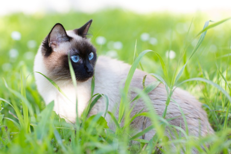 シャム（サイアミーズ）ってどんな猫？ 性格や特徴、寿命について｜みんなの子猫ブリーダー