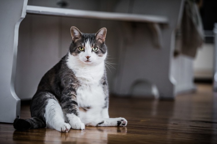 肥満気味の猫