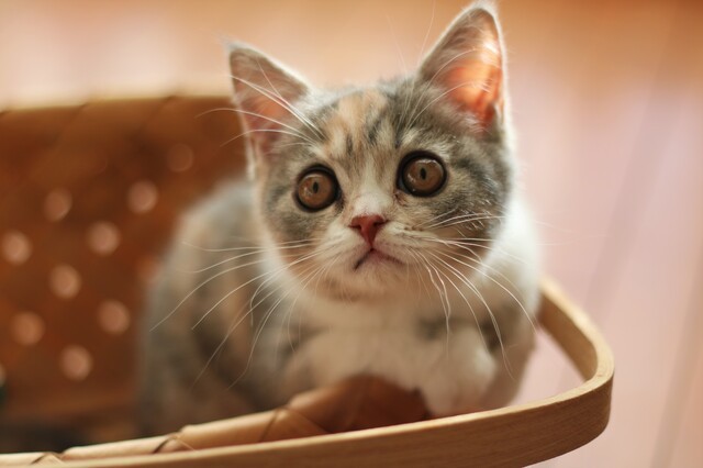 パステル三毛（ダイリュートキャリコ）はどんな猫？ 特徴や性格、猫種