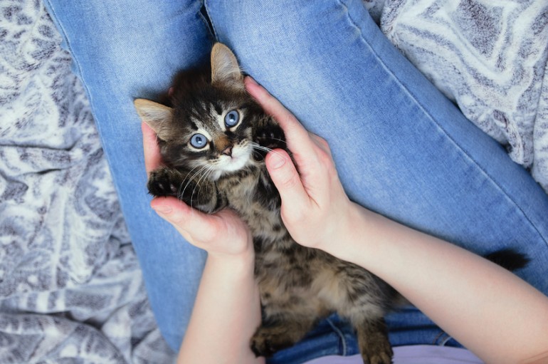 猫はもふもふでかわいい！ もふもふの意味や理由、もふもふな猫の種類