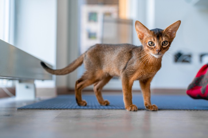 毛色がルディのアビシニアンの子猫