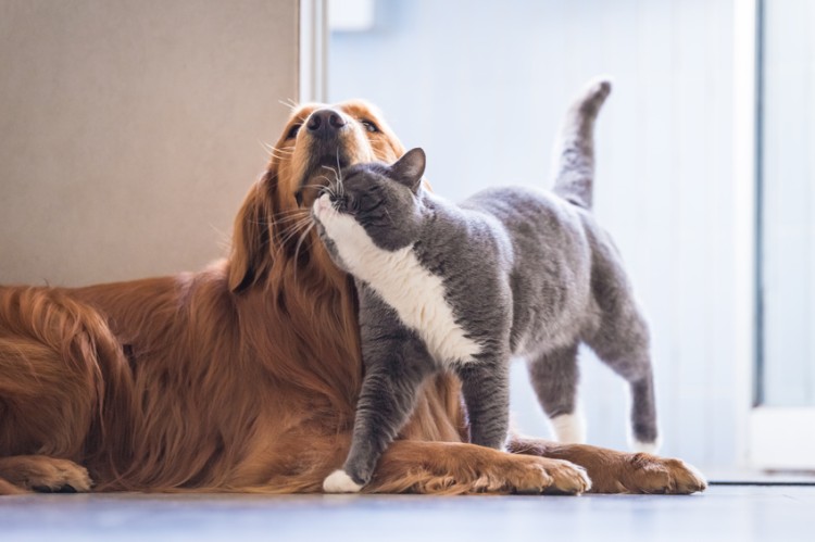 犬と仲のよい猫