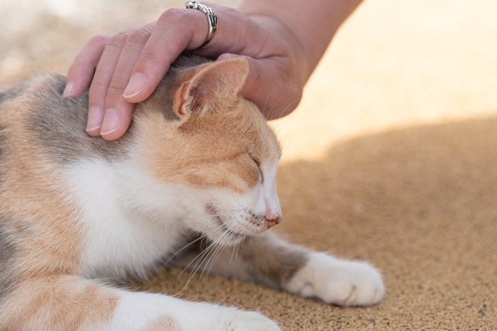 ペット 販売 飼う 向いてない