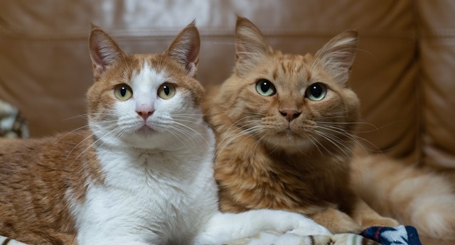 多頭飼いされている猫2匹