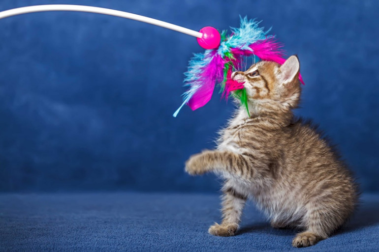 子猫 おもちゃ ショップ